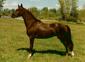 SINGLE-FOOTING HORSE